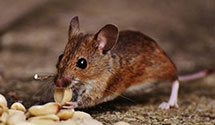 24 Hour & Emergency Exterminators in Pursglove, WV
